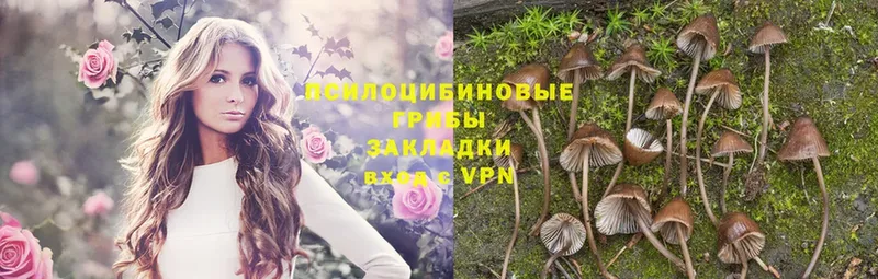 Галлюциногенные грибы Psilocybe  сколько стоит  Саратов 